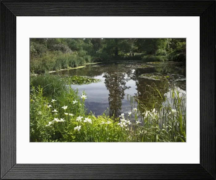 Framed Print : Lily Pond, Kew Gardens, UNESCO World Heritage Site, London, England, United Kingdom Framed Print : Lily Pond, Kew Gardens, UNESCO World Heritage Site, London, England, United Kingdom