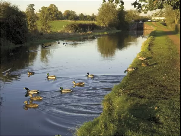 Ducks swimming in the Worcester and Birmingham canal, Astwood locks, Hanbury
