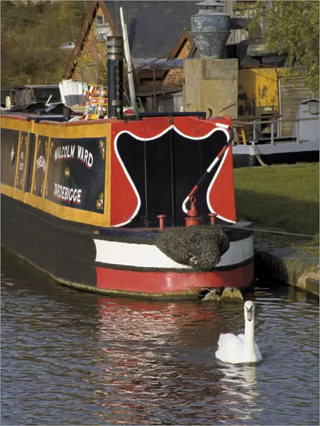 Swan and narrowboat near the British Waterways Board workshops, Worcester