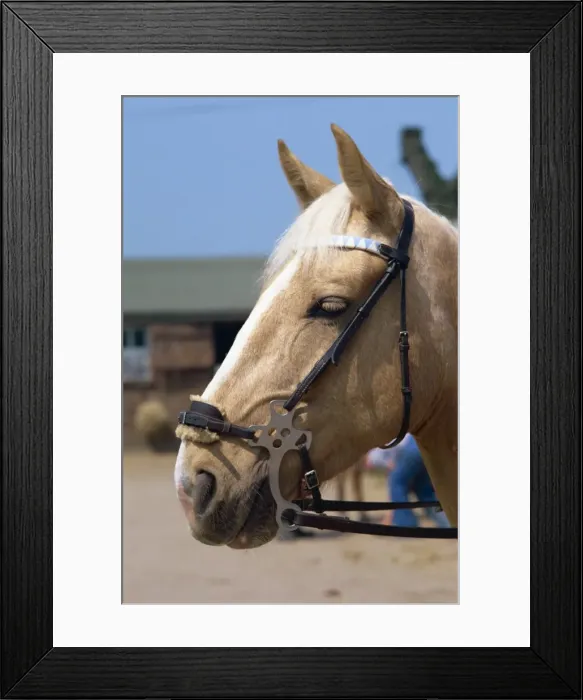 Framed Print : Hackamore, England, United Kingdom, Europe Framed Print : Hackamore, England, United Kingdom, Europe