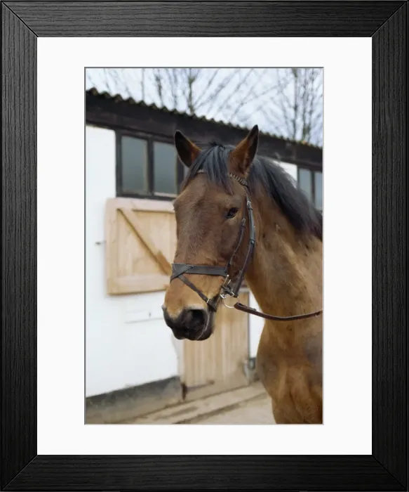 Framed Print : Flash noseband on horse, England, United Kingdom, Europe Framed Print : Flash noseband on horse, England, United Kingdom, Europe