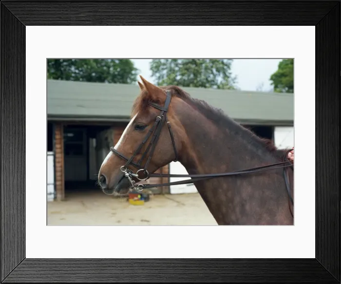 Framed Print : Double bridle on horse, England, United Kingdom, Europe Framed Print : Double bridle on horse, England, United Kingdom, Europe