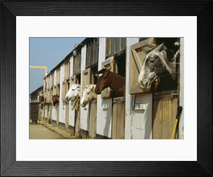 Framed Print : Horses in stables, England, United Kingdom, Europe Framed Print : Horses in stables, England, United Kingdom, Europe