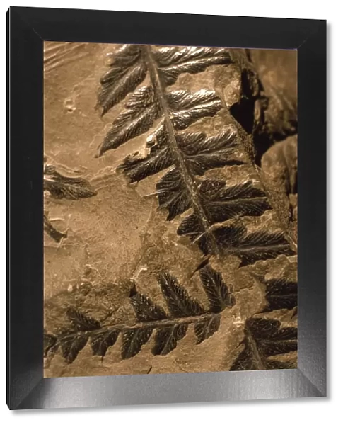 Fossil ferns found in Radstock Colliery, Mariopteris carboniferous coal measures