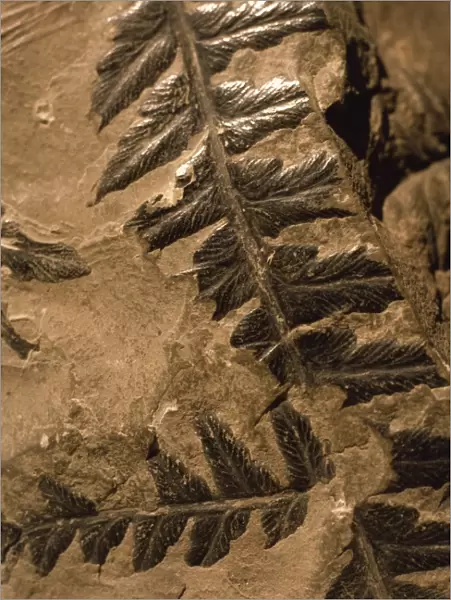 Fossil ferns found in Radstock Colliery, Mariopteris carboniferous coal measures