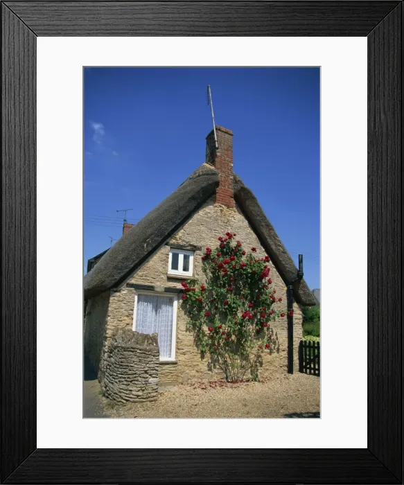 Framed Print : Roses on the wall of a thatched cottage at Buckland, Oxfordshire, England Framed Print : Roses on the wall of a thatched cottage at Buckland, Oxfordshire, England