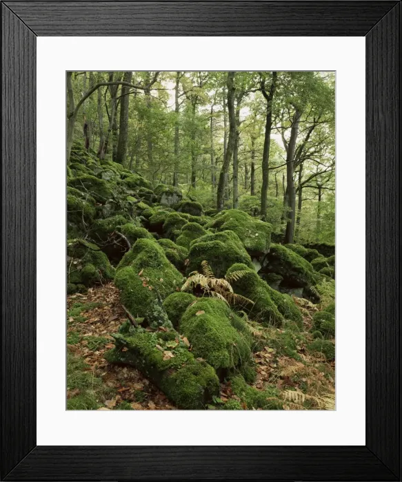 Framed Print : Strutta Wood, near Ashness Bridge, Borrowdale, Lake District, Cumbria, England Framed Print : Strutta Wood, near Ashness Bridge, Borrowdale, Lake District, Cumbria, England