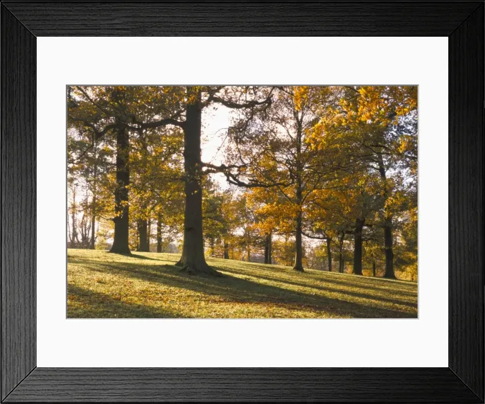 Framed Print : Beech woodland in autumn, Burghley Park, Stamford, Lincolnshire, England Framed Print : Beech woodland in autumn, Burghley Park, Stamford, Lincolnshire, England
