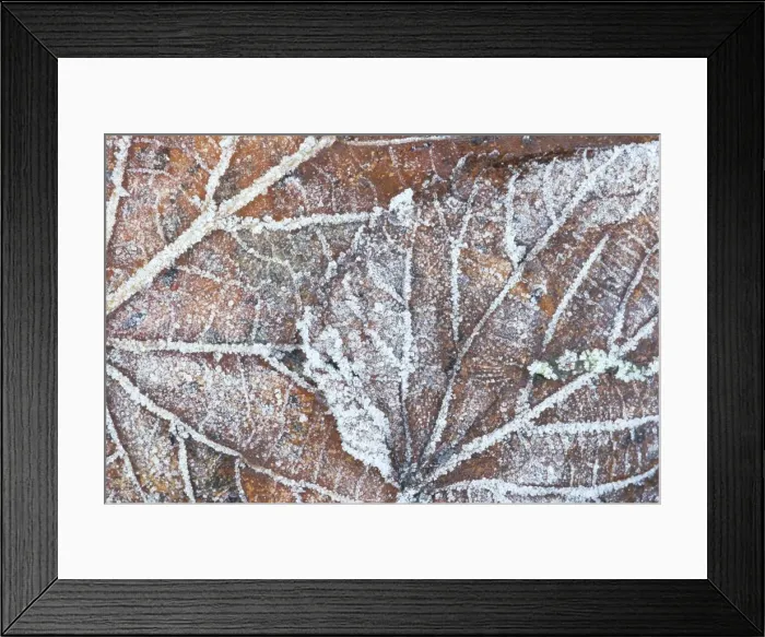 Framed Print : Frost covered autumnal leaves on grass, Peterborough, Cambs, England Framed Print : Frost covered autumnal leaves on grass, Peterborough, Cambs, England