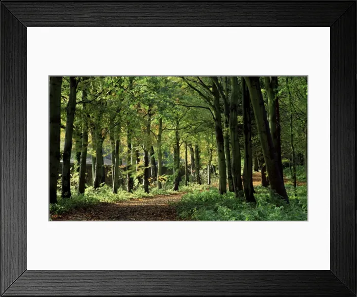 Framed Print : Beech woodland, Alnwick Garden, Alnwick, Northumberland, England, United Kingdom, Europe Framed Print : Beech woodland, Alnwick Garden, Alnwick, Northumberland, England, United Kingdom, Europe