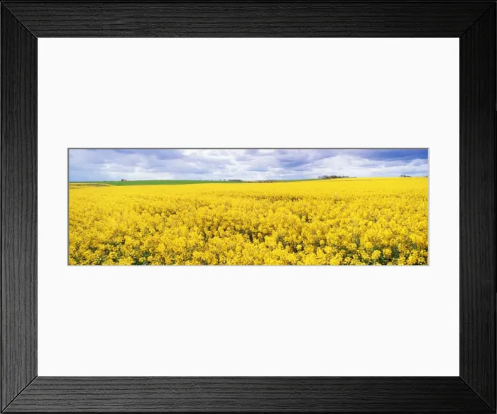 Framed Print : Fields of oil seed rape, near Seahouses, Northumberland, England, United Kingdom, Europe Framed Print : Fields of oil seed rape, near Seahouses, Northumberland, England, United Kingdom, Europe