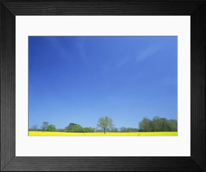 Framed Print : Agricultural landscape of yellow field with trees and blue sky in Northamptonshire Framed Print : Agricultural landscape of yellow field with trees and blue sky in Northamptonshire