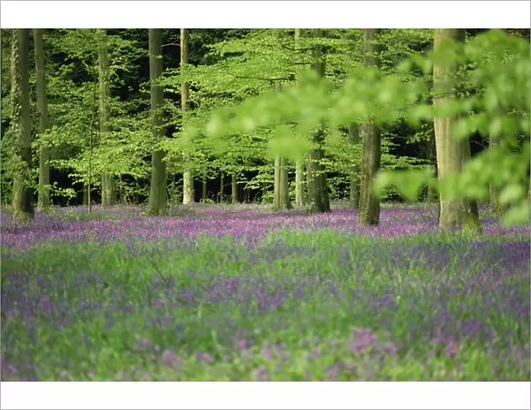 Wild flowers in spring, 100 Acres, Forest of Bere, Hampshire, England, United Kingdom