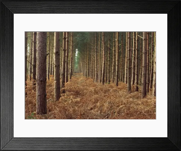 Framed Print : Pine trees in rows, Norfolk Wood, Norfolk, England, United Kingdom, Europe Framed Print : Pine trees in rows, Norfolk Wood, Norfolk, England, United Kingdom, Europe