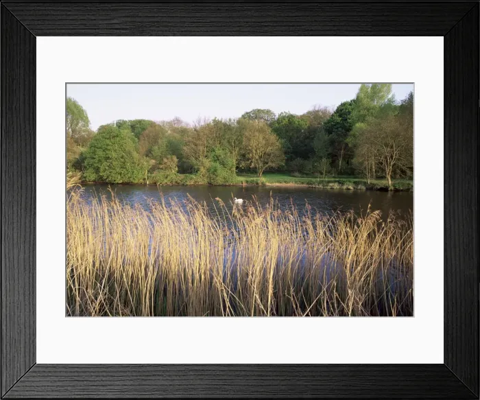 Framed Print : Reeds by the River Yare, Norfolk, England, United Kingdom, Europe Framed Print : Reeds by the River Yare, Norfolk, England, United Kingdom, Europe