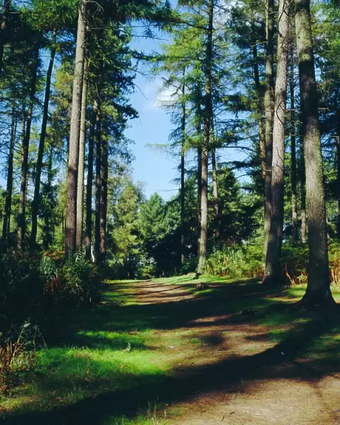 Woodland walk, Sherwood Forest, Edwinstowe, Nottinghamshire, England