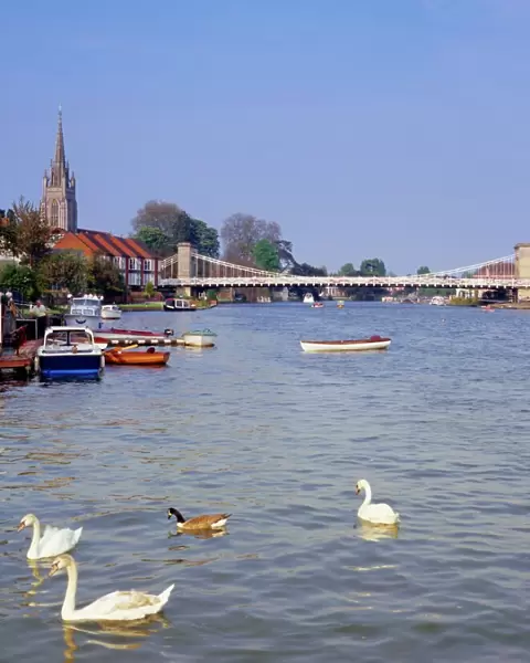Swans on the River Thames with suspension bridge in the background, Marlow