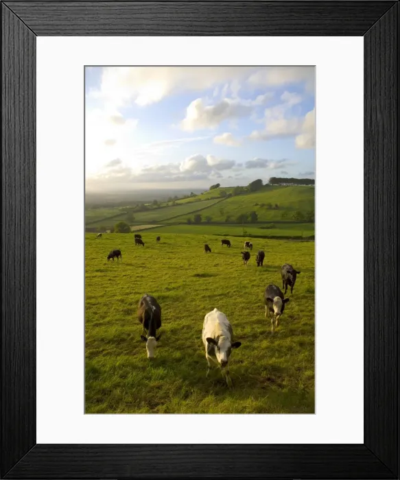 Framed Print : Landscape with cattle, Somerset, England, UK Framed Print : Landscape with cattle, Somerset, England, UK