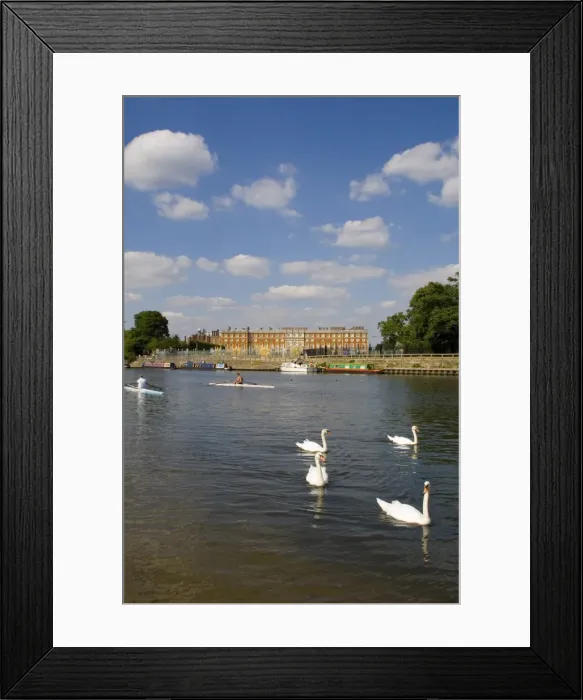 Framed Print : Swans and sculls on the River Thames, Hampton Court, Greater London, England Framed Print : Swans and sculls on the River Thames, Hampton Court, Greater London, England