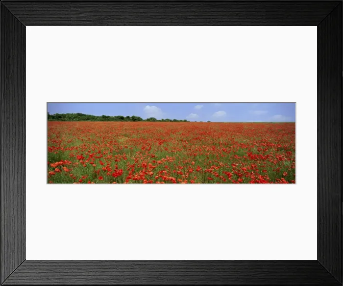 Framed Print : Field of wild poppies, Wiltshire, England, United Kingdom, Europe Framed Print : Field of wild poppies, Wiltshire, England, United Kingdom, Europe