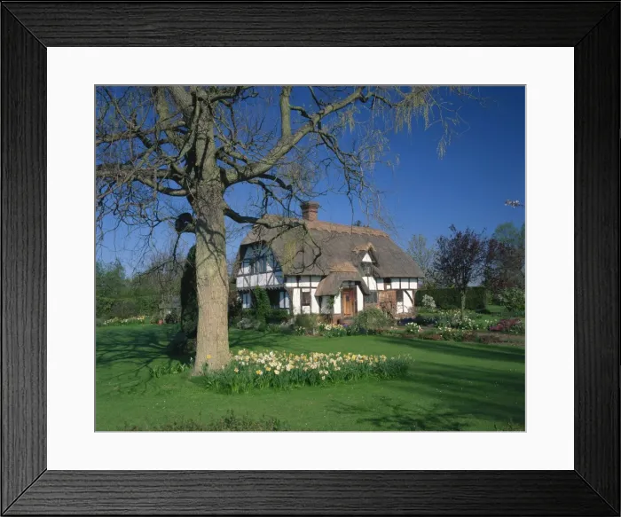 Framed Print : Timber framed thatched cottage and garden with spring flowers at Yalding near Maidstone Framed Print : Timber framed thatched cottage and garden with spring flowers at Yalding near Maidstone