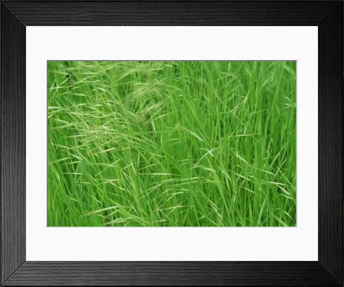Framed Print : Spring grasses, Surrey, England, United Kingdom, Europe Framed Print : Spring grasses, Surrey, England, United Kingdom, Europe