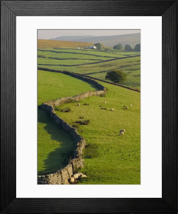 Framed Print : Stonewalls and sheep, near Ribblehead, Yorkshire, England, UK, Europe Framed Print : Stonewalls and sheep, near Ribblehead, Yorkshire, England, UK, Europe