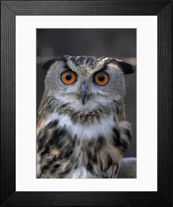 Framed Print : European eagle owl (Bubo Bubo), New Forest Owl Sanctuary, England, United Kingdom, Europe Framed Print : European eagle owl (Bubo Bubo), New Forest Owl Sanctuary, England, United Kingdom, Europe