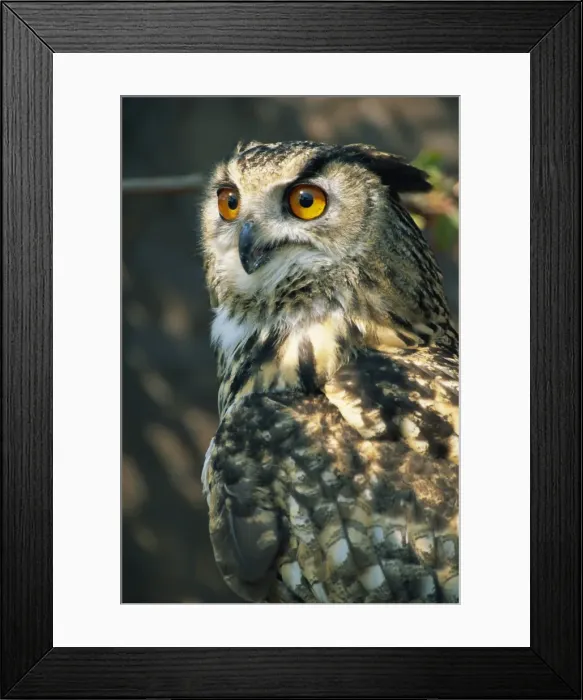 Framed Print : European eagle owl, New Forest Owl Sanctuary, Ringwood, Hampshire, England Framed Print : European eagle owl, New Forest Owl Sanctuary, Ringwood, Hampshire, England