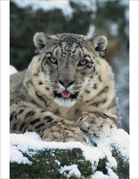Rare and endangered snow leopard (Panthera uncia), Port Lympne Zoo, Kent