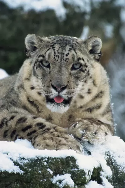 Rare and endangered snow leopard (Panthera uncia), Port Lympne Zoo, Kent