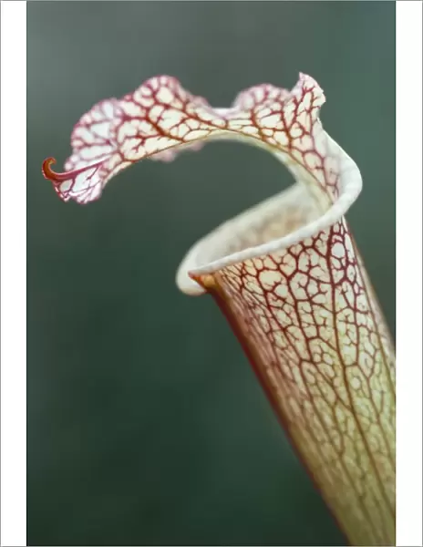 Trap of carnivorous plant, Sarracenia leucophylla, Kew Gardens, London