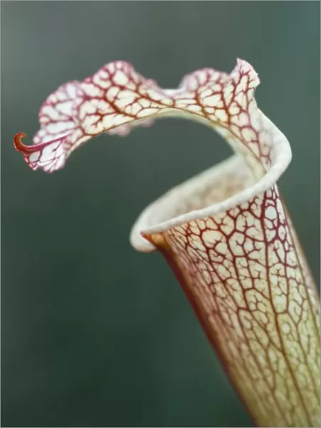 Trap of carnivorous plant, Sarracenia leucophylla, Kew Gardens, London
