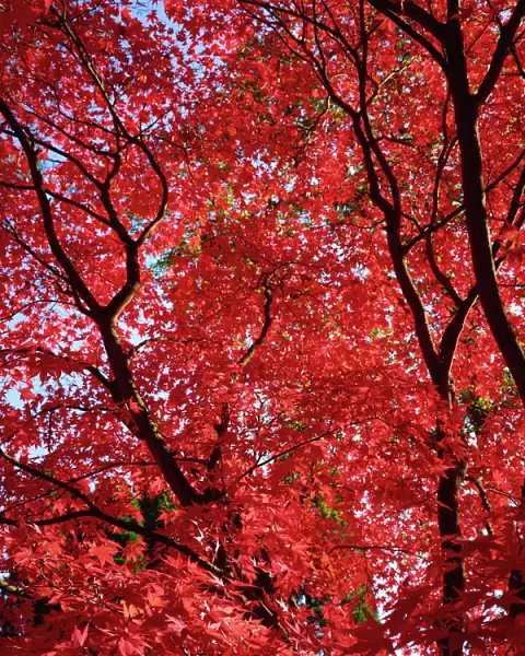Canopy of acer trees fall foliage, Gloucestershire, England, United Kingdom, Europe