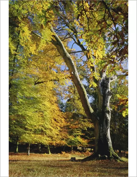Autumn colours, New Forest, Hampshire, England, UK