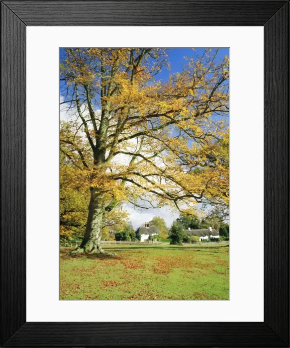 Framed Print : Cottages, Lyndhurst, New Forest, Hampshire, England, UK Framed Print : Cottages, Lyndhurst, New Forest, Hampshire, England, UK