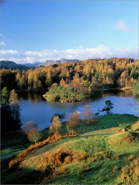 Tarn Hows, Lake District National Park, Cumbria, England, United Kingdom, Europe