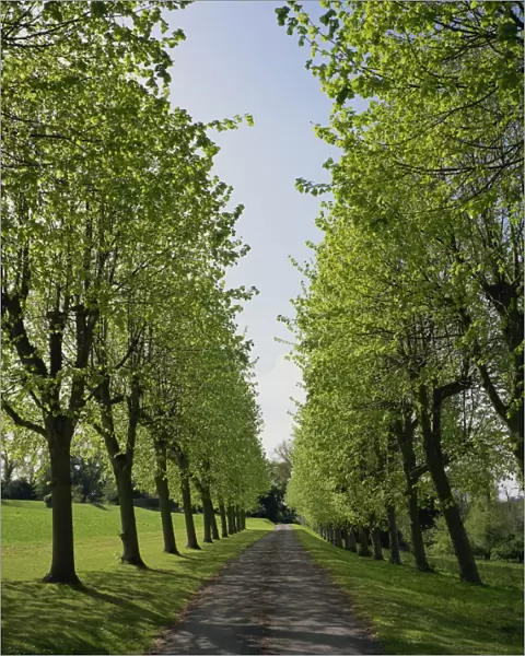 Straight, empty tree lined road in spring, near Mickleham, Surrey, England