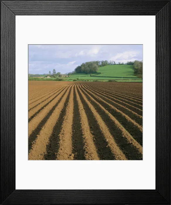 Framed Print : Ridged soil in ploughed field, Somerset, England, United Kingdom, Europe Framed Print : Ridged soil in ploughed field, Somerset, England, United Kingdom, Europe