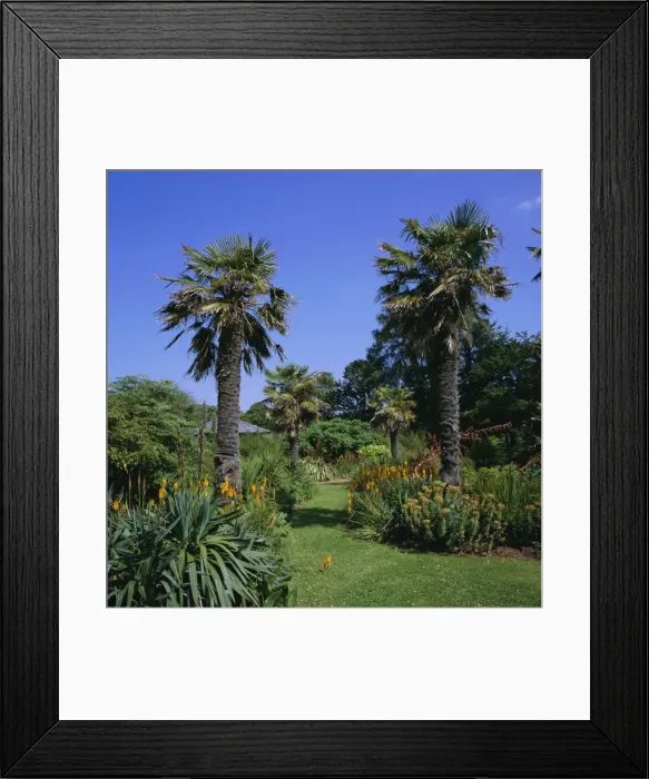 Framed Print : Botanic Gardens, Ventnor, Isle of Wight, England, UK, Europe Framed Print : Botanic Gardens, Ventnor, Isle of Wight, England, UK, Europe