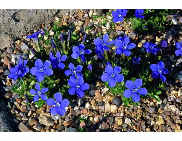 Blue gentian flowers, Gentiana Verna, taken at Wisley, Surrey, England