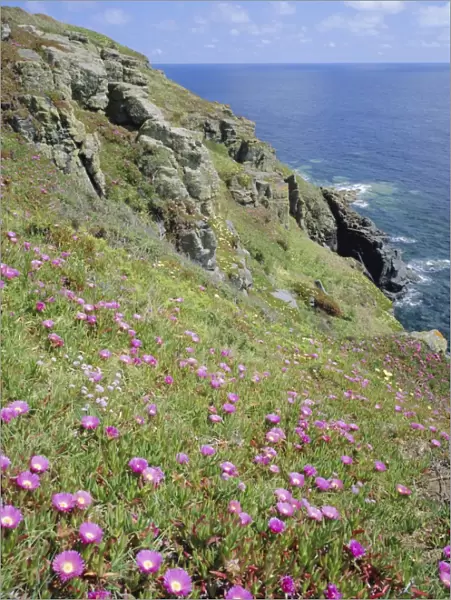 Flowers of the Hottentot Fig growing above the coast at The Lizard, Cornwall, England, UK
