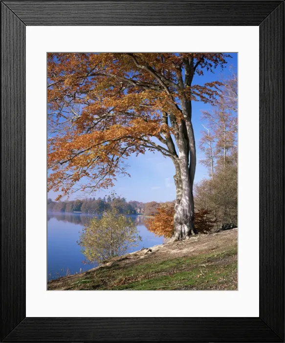 Framed Print : Lake, Virginia Water, Windsor Great Park, Berkshire, England, United Kingdom, Europe Framed Print : Lake, Virginia Water, Windsor Great Park, Berkshire, England, United Kingdom, Europe