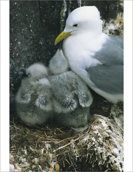 Kittiwake with young on nest, Farne Islands, Northumberland, England, United Kingdom