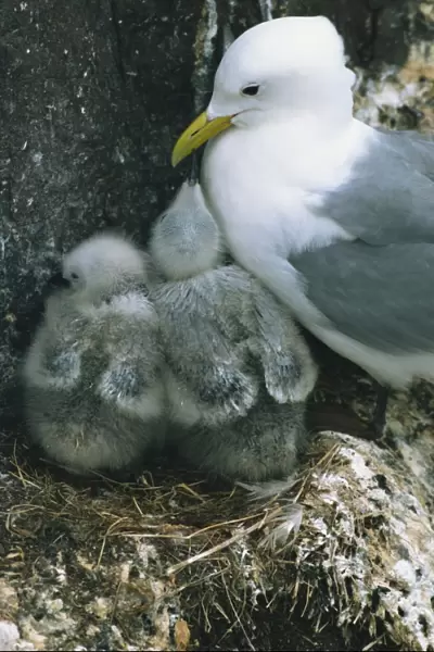Kittiwake with young on nest, Farne Islands, Northumberland, England, United Kingdom