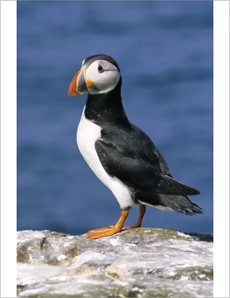 A puffin standing on rock, Farne Islands, Northumberland, England, UK