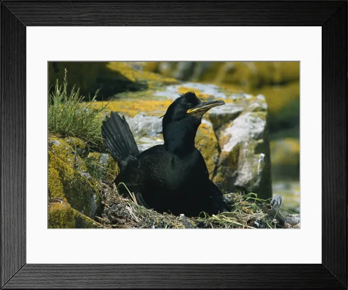 Framed Print : Shag on nest, Farne Islands, Northumberland, England, United Kingdom, Europe Framed Print : Shag on nest, Farne Islands, Northumberland, England, United Kingdom, Europe