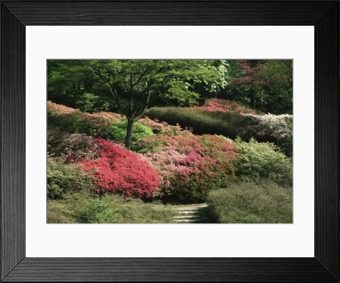 Framed Print : Azaleas in flower, Valley Gardens, Windsor Great Park, Surrey, England Framed Print : Azaleas in flower, Valley Gardens, Windsor Great Park, Surrey, England