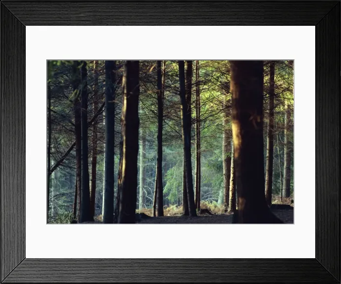 Framed Print : Shady forest scene, New Forest, Hampshire, England, United Kingdom, Europe Framed Print : Shady forest scene, New Forest, Hampshire, England, United Kingdom, Europe