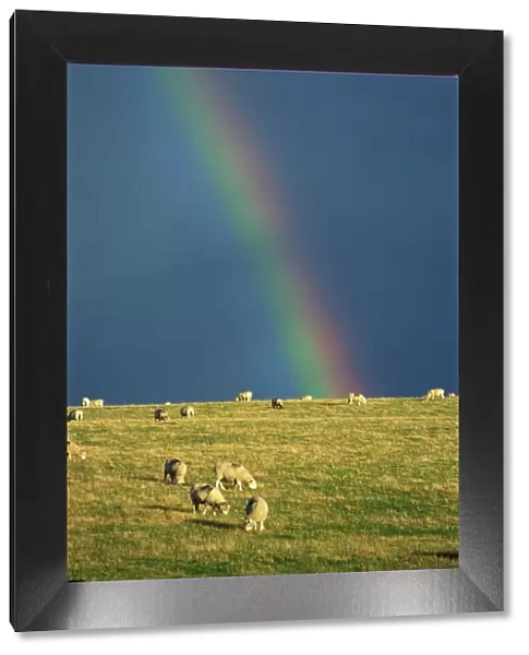 A rainbow over sheep grazing on Exmoor, Somerset, England, United Kingdom, Europe